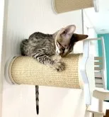 サバンナキャット【茨城県・女の子・2023年1月25日・ブラック(ブラウン)スポテッドタビー】の写真3「見た目はなかなかワイルドです(^^)」