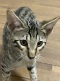 サバンナキャット【茨城県・男の子・2023年7月1日・ブラウンスポテッドタビー】の写真3