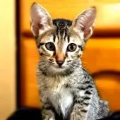 サバンナキャット【茨城県・男の子・2019年5月15日・ブラウンスポテッドタビー】の写真3「生後２ヶ月くらいの時です。まだあどけなさが残っています」