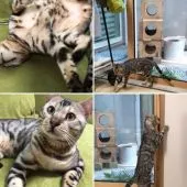 ベンガル【茨城県・男の子・2019年8月9日・ブラウンスポテッドタビー】の写真4「パパ猫・シルバーベンガルのソウル君です。濃く大きいロゼットです。」