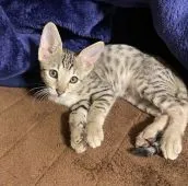 サバンナキャット【茨城県・女の子・2021年8月25日・ブラックスポテッドタビー】の写真4「将来は間違いなくクールビューティーサバンナの中のサバンナ(^^)」