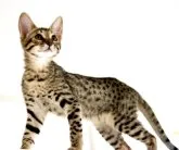 サバンナキャット【茨城県・女の子・2023年1月25日・ブラック(ブラウン)スポテッドタビー】の写真4「しなやかで美しいフォルム。長い手足に長い首」