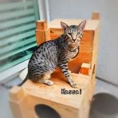 サバンナキャット【茨城県・男の子・2019年5月15日・ブラウンスポテッドタビー】の写真5「パパのハッサイ君です。ヨーロッパから来ました。9kgと大柄です。」