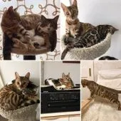 ベンガル【茨城県・男の子・2019年8月9日・シルバースポテッドタビー】の写真5「ママのシンドリーですみんなと仲良し」