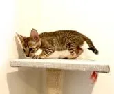 サバンナキャット【茨城県・男の子・2022年6月6日・ブラウンスポテッドタビー】の写真5