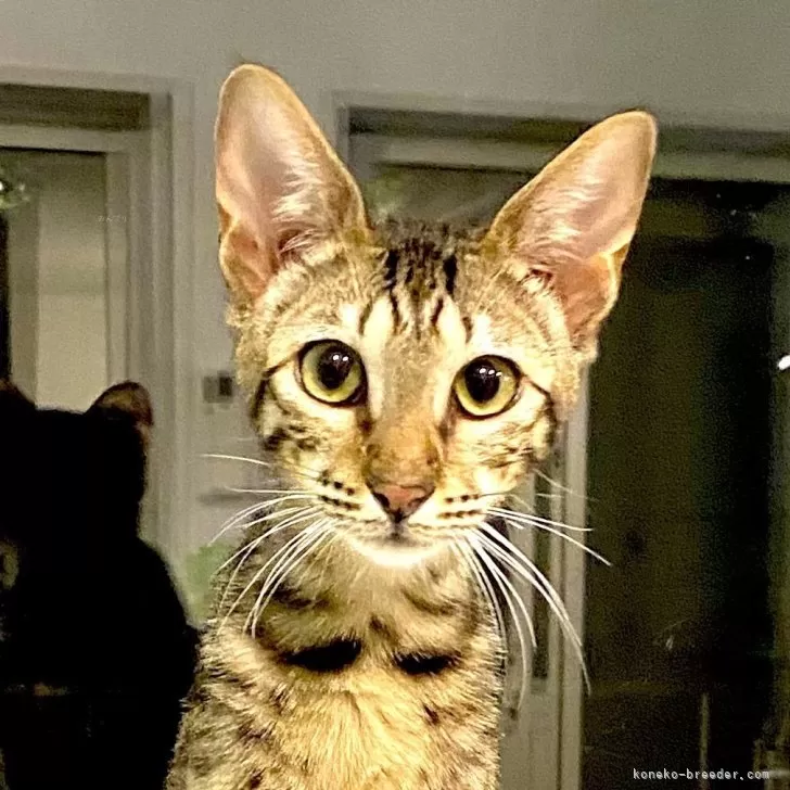 ID：2505-02857の子猫