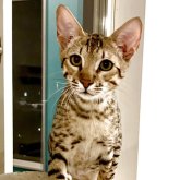 サバンナキャット