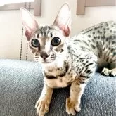 サバンナキャット【茨城県・女の子・2025年3月27日・ブラウン(ブラック)スポテッドタビー】の写真1「とても耳が大きく小顔な美少女です」