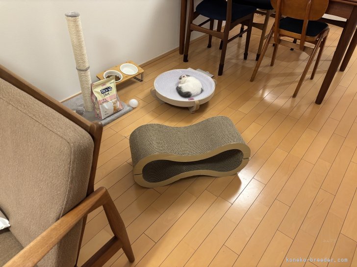 鈴木さとみブリーダーのブログ：2025年6月譲渡のスコティッシュ（掲載番号2504-03063）のその後の様子です。