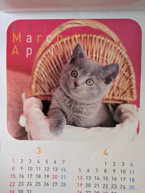 鈴木さとみブリーダーのブログ：子猫の写真がカレンダーに採用されました♪