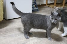 シャルトリュー【・女の子・2021年6月20日・ブルー】「2022.11/20撮影」