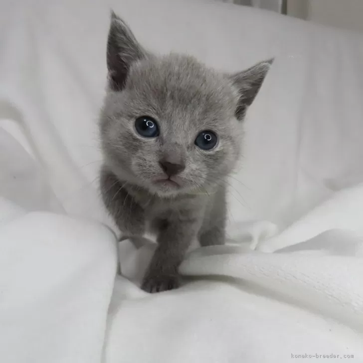 ID：2401-01163の子猫