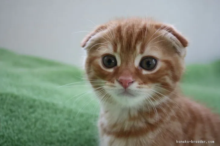 ID：1804-01490の子猫