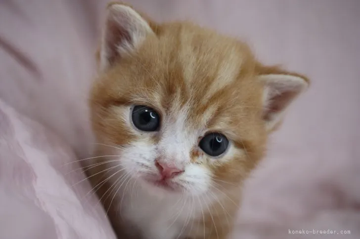 ID：2204-01540の子猫