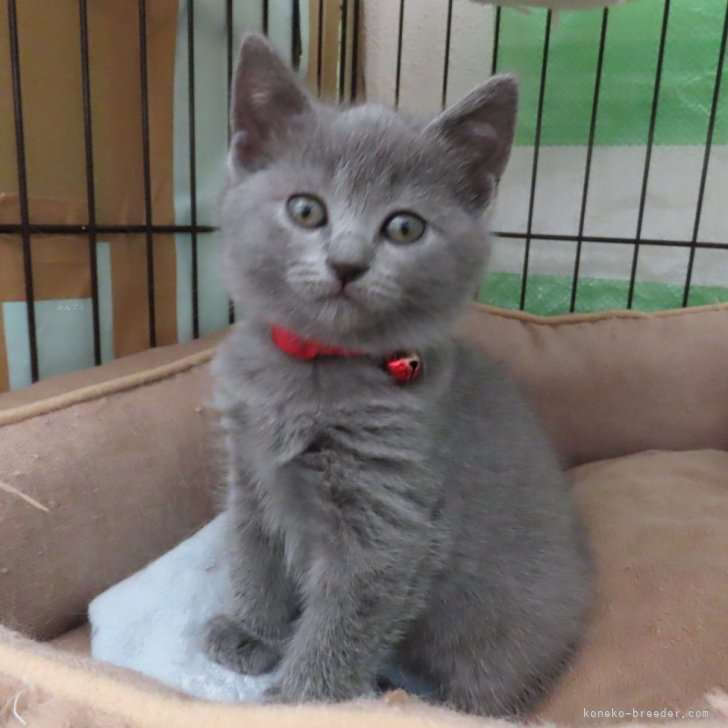 らんらん 様のお迎えした子猫