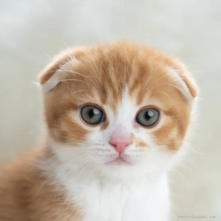 ID:2304-02837の子猫