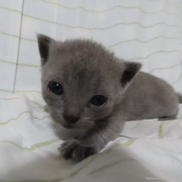 ID:2410-03225の子猫