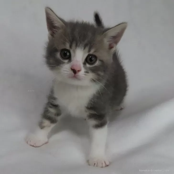 ID:2406-01378の子猫