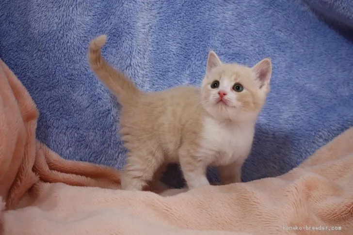 ID：2004-01320の子猫