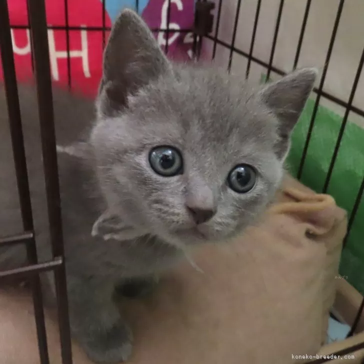 ID：2408-02493の子猫