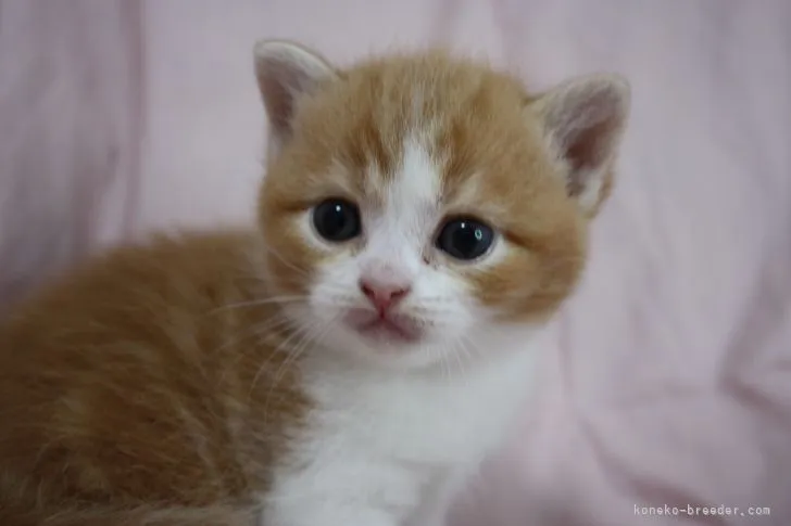 ID:2204-00915の子猫