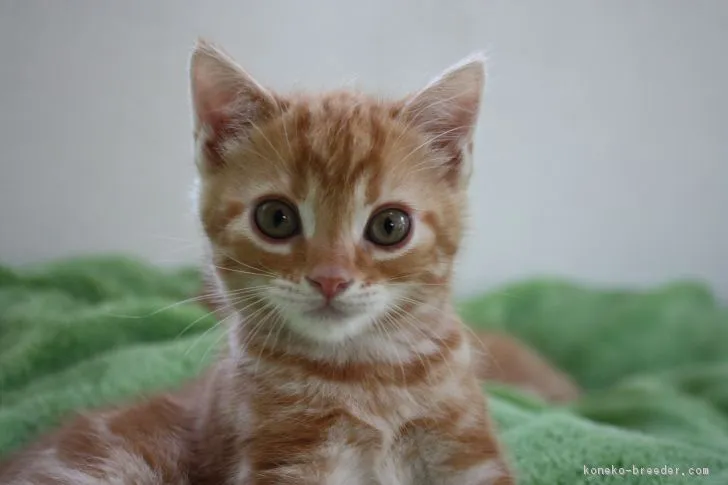 ID：1804-01485の子猫