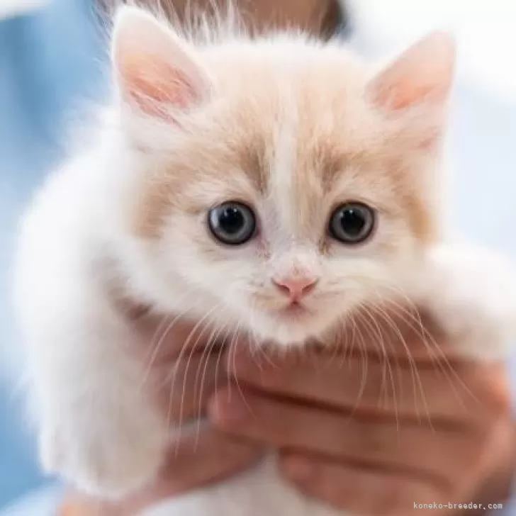 ID:2404-01053の子猫