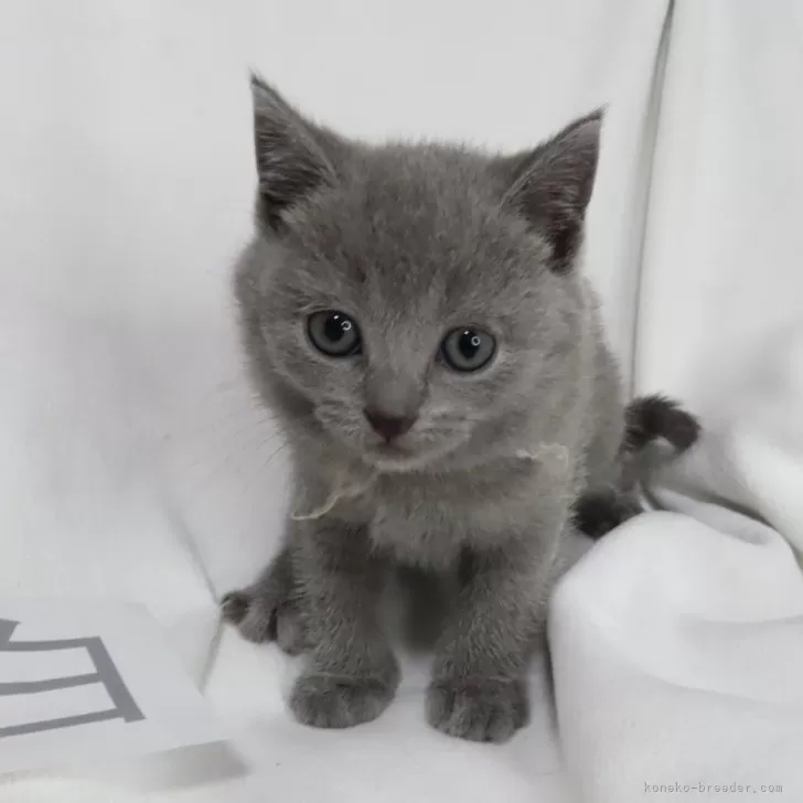 ID:2403-00136の子猫