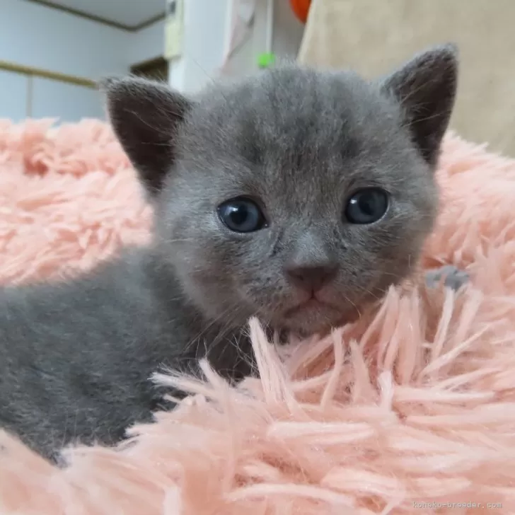 ID:2401-00261の子猫