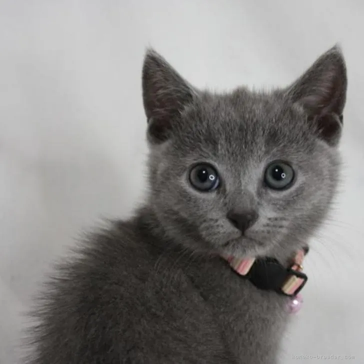 ID：2210-02820の子猫