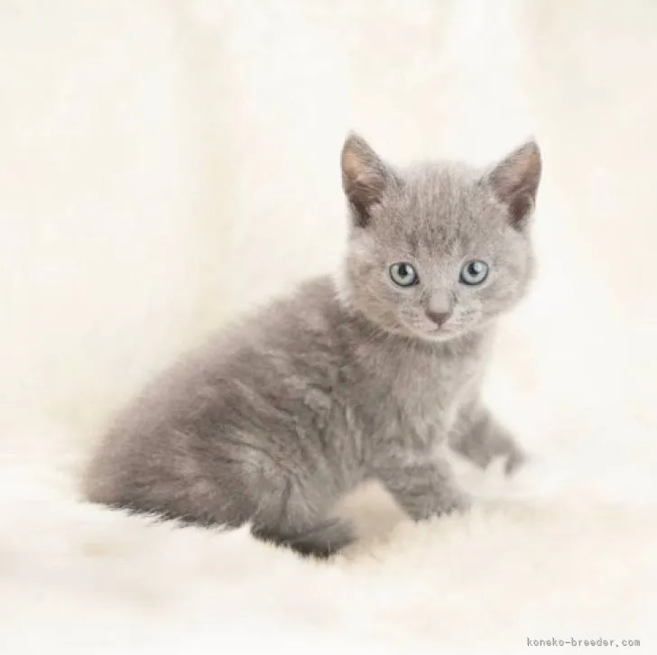 ID:2305-02321の子猫