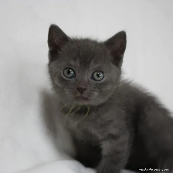 ID:2210-00778の子猫