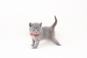 シャルトリュー【千葉県・男の子・2022年3月20日・ブルー（ショート）】の写真「キュートな男の子♬」