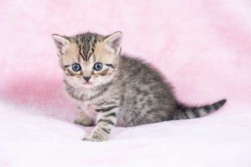 スコティッシュフォールド(立ち耳)【千葉県・男の子・2022年3月31日・シルバーマッカレルタビー（ショート）】の写真「キュートな男の子♬」
