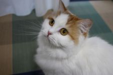 スコティッシュフォールド【・女の子・2019年8月20日・レッド&ホワイト】