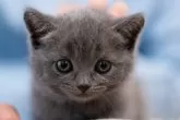 スコティッシュフォールド(立ち耳)【千葉県・女の子・2024年3月29日・ブルー】の写真3「5月25日より引き渡し可能」