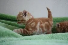 スコティッシュフォールド(立ち耳)【千葉県・男の子・2018年3月18日・レッドタビー】の写真4「横から見た姿。アメショー柄がきれいです。」