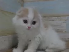 スコティッシュフォールド(折れ耳)【千葉県・男の子・2024年12月25日・クリーム&ホワイト】の写真12