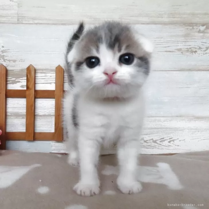 R.T 様のお迎えした子猫