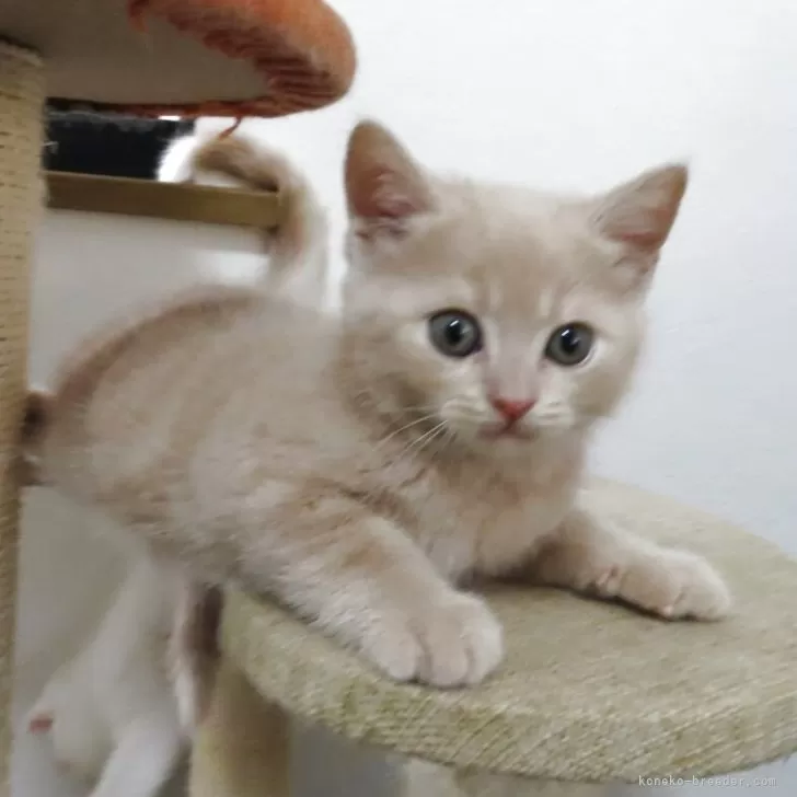 ID:2505-00914の子猫