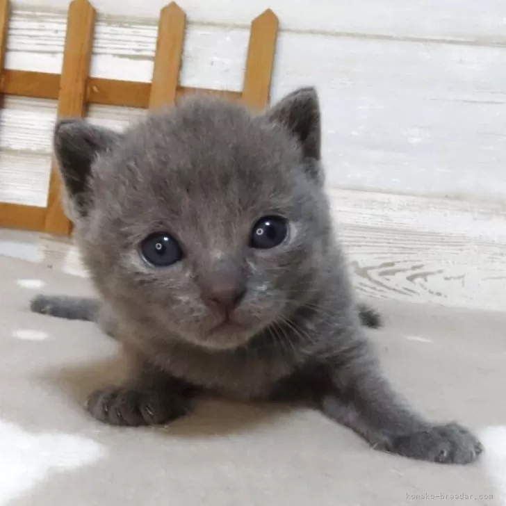 ボニコ 様のお迎えした子猫