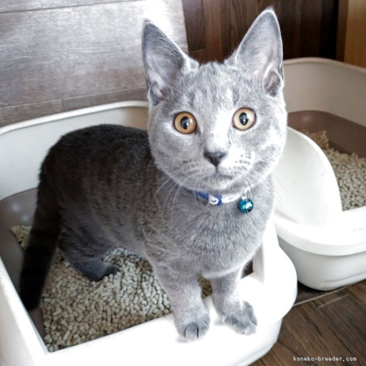 ブリーダー画像