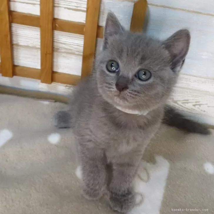 ID:2509-00119の子猫