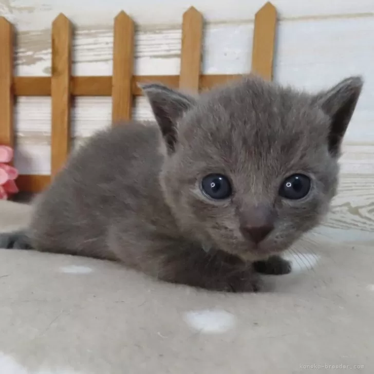 T．O 様のお迎えした子猫