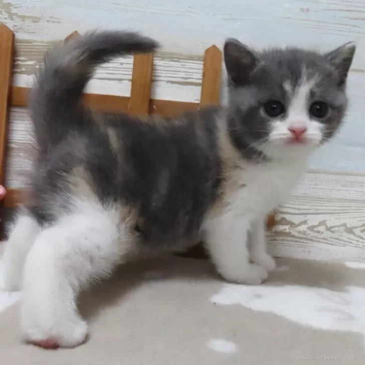 K.H 様のお迎えした子猫