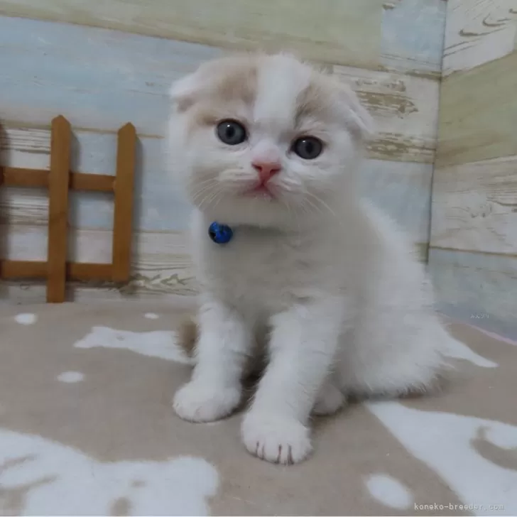 ID：2503-02878の子猫