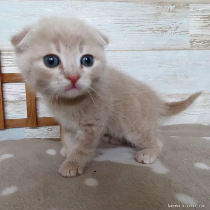 ID：2504-03072の子猫