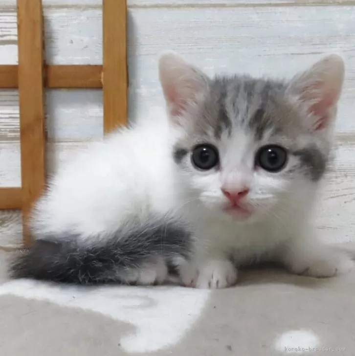 マリマリ 様のお迎えした子猫