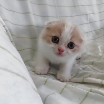 スコティッシュフォールド【千葉県・男の子・2025年9月18日・クリームタビー&ホワイト】の写真「現在732g すくすくと成長中♬」