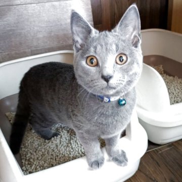 シャルトリュー【千葉県・男の子・2025年7月24日・ブルー】の写真「穏やかな男の子です♬」